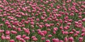 Lots pink peonies on green field. Beautiful flowers in large flower bed. Blooming plants in nature