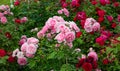 Lots of pink and red roses in the garden Royalty Free Stock Photo