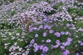 Lots of pink and violet flowers of Michaelmas daisies