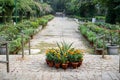 Lots of plants, shrubs and greenery just outside the glass house greenhouse area of Lodi Garden in New Delhi India