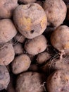 Lots of potatoes in market Royalty Free Stock Photo