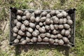 Lots of potatoes plastic box