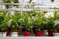 Lots of potted white mandevilla flowers on a flower shop. Royalty Free Stock Photo