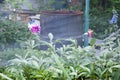 Lots of pretty and romantic flowers in floral shop. bouquet of pink peonies. beautiful natural pink peonies. concept of coziness