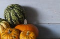 Lots of pumpkins and gourd plants