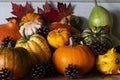 Lots of pumpkins and gourd plants