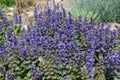 Lots of purple flowers of Ajuga reptans in May Royalty Free Stock Photo