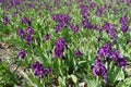 Lots of purple flowers of dwarf irises i