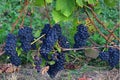 Lots of purple grapes hanging Royalty Free Stock Photo
