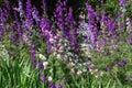 Lots of purple, pink, blue and white flowers of larkspur Royalty Free Stock Photo