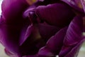 Lots of purple tulip flower petals
