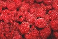 Lots of raspberries Royalty Free Stock Photo