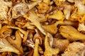 Lots of raw chanterelle mushrooms on the counter. Close-up