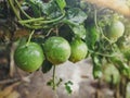 Lots of raw and fresh passion fruit on the tree, passion fruit farm Royalty Free Stock Photo