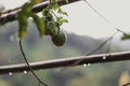 Lots of raw and fresh passion fruit on the tree, passion fruit farm while it`s rainning