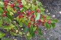 Lots of red berries on branches of Lonicera maackii