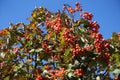 Lots of red berries in the leafage of Sorbus aria against blue sky in October