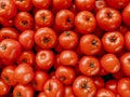 Lots of red fresh tomatoes. Healthy food and vegetables Royalty Free Stock Photo