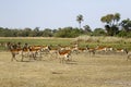 Red Lechwe big herd on the African Plains running