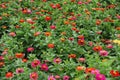 Lots of red, pink, magenta, orange, yellow flowers of zinnia