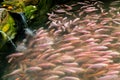 Lots of red tilapia fresh water fish swimming in a pond