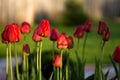 Lots of red tulips in the backyard or front yard garden or park, spring flowers bloom, sunset light in the evening, golden Royalty Free Stock Photo