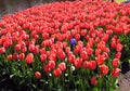 Lots of red tulips and one blue among them. One is not like everyone else, individuality, difference from others