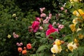 Lots of pink and yellow roses in the garden. Gardening, growing roses. Royalty Free Stock Photo