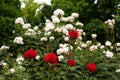 Lots of red and white roses in the garden. Gardening, growing roses. Royalty Free Stock Photo