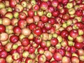 Lots of red and yellow apples in a box. Texture of round apples close-up. Selling fruits at the market and in the supermarket. Royalty Free Stock Photo