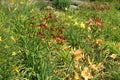 Lots of red and yellow flowers of daylilies Royalty Free Stock Photo