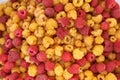 lots of red and yellow raspberries. photo of raspberries of different colors. Big juicy beautiful berry