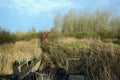 Lots of reeds on the waterfront, near the small lock in the middle of the young forest