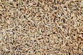 Lots rice seed and little root ready for plant in rice field by farmer