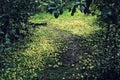 Lots of ripe apples fallen along the pathway