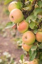 Lots of ripe apples on a tree in the garden Royalty Free Stock Photo