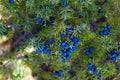 Lots of ripe blue juniper berries on a branch between green needles. Juniperus communis fruit Royalty Free Stock Photo