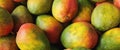 Lots of ripe colorful mangoes in a pile as a background Royalty Free Stock Photo