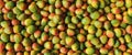 Lots of ripe colorful mangoes in a pile as a background texture, banner size Royalty Free Stock Photo