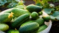 Lots of ripe cucumbers in a plastic bucket on a bed of cucumbers. Harvesting cucumbers Royalty Free Stock Photo