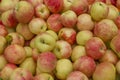 A lots of ripe fresh red green apples Royalty Free Stock Photo