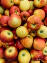 Lots of ripe fruit apples for cooking as a background Royalty Free Stock Photo