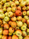 Lots of ripe fruit sweet apples for cooking as a background Royalty Free Stock Photo