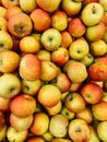 Lots of ripe fruit sweet apples for cooking as a background Royalty Free Stock Photo