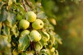 Lots of ripe green apples on the tree in orchard. Harvesting of apples in the domestic garden in summer or autumn day. Fruits for Royalty Free Stock Photo