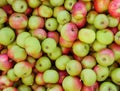 Lots of ripe green, red apples. View from above. Warm sunlight. Background Royalty Free Stock Photo