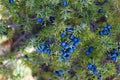 Lots of ripe navy blue juniper berries on a branch between green needles. Juniperus communis fruit Royalty Free Stock Photo