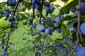 Lots of ripe plums on the branches in the plum orchard