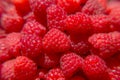 Lots of ripe raspberries. Bright crimson Royalty Free Stock Photo