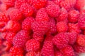 Lots of ripe raspberries. Bright crimson berries. Harvest Royalty Free Stock Photo
